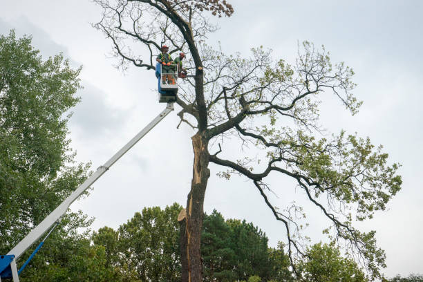 How Our Tree Care Process Works  in  Loyal, WI